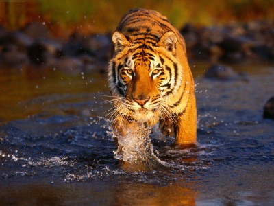 Tiger in Ranthambore