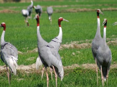 Bharatpur Bird Watching